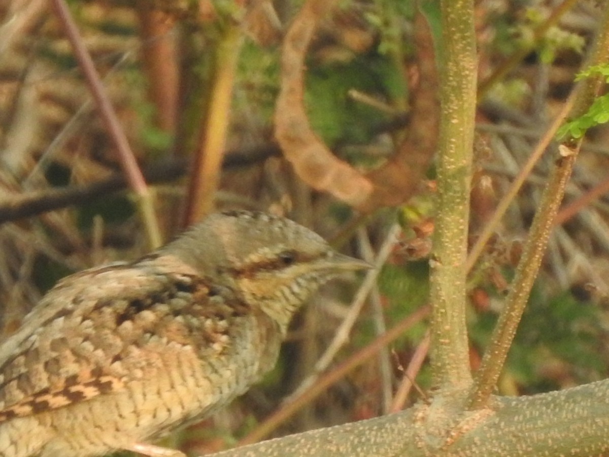 vendehals - ML612308208