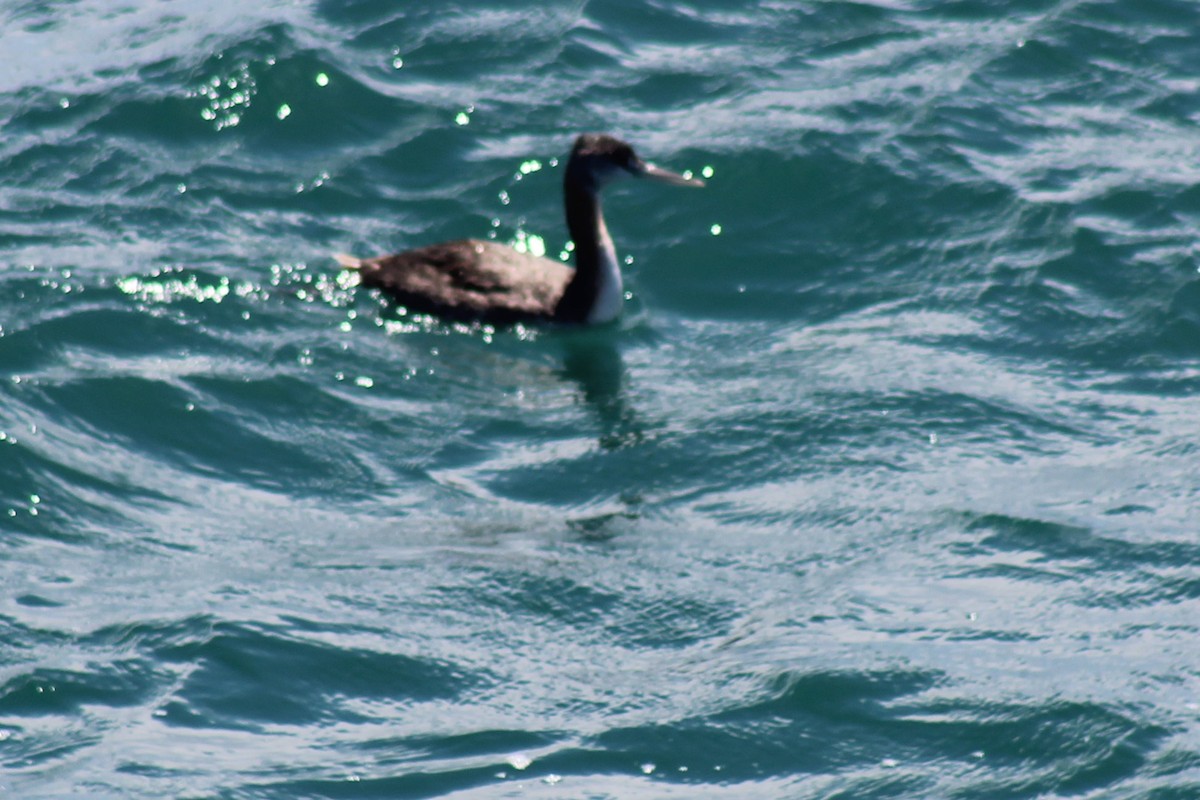 Great Grebe - ML612308270