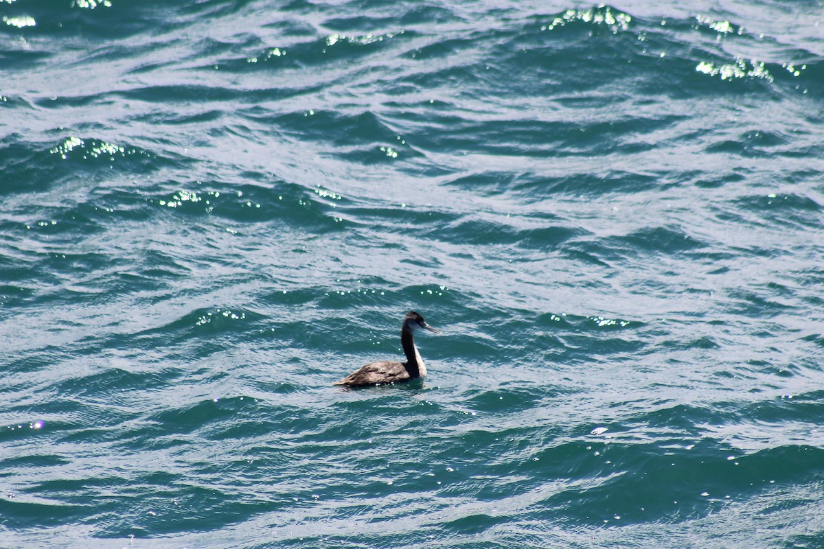 Great Grebe - ML612308271