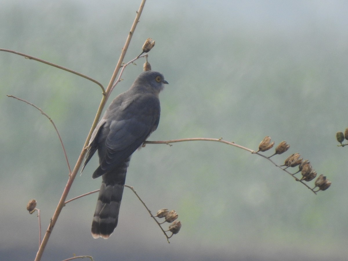 Common Hawk-Cuckoo - Hemraj Patil