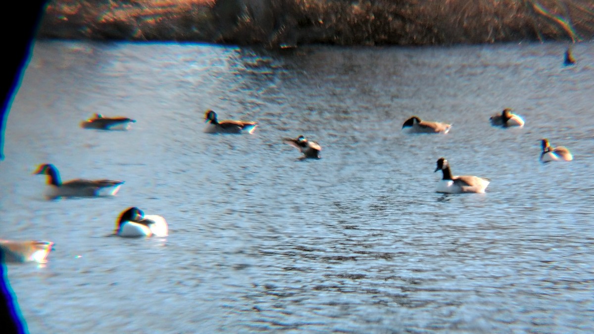 Ruddy Duck - ML612308388