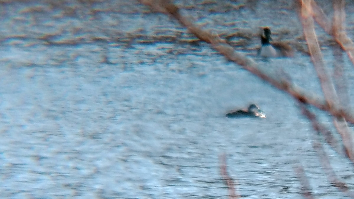 Ruddy Duck - ML612308389