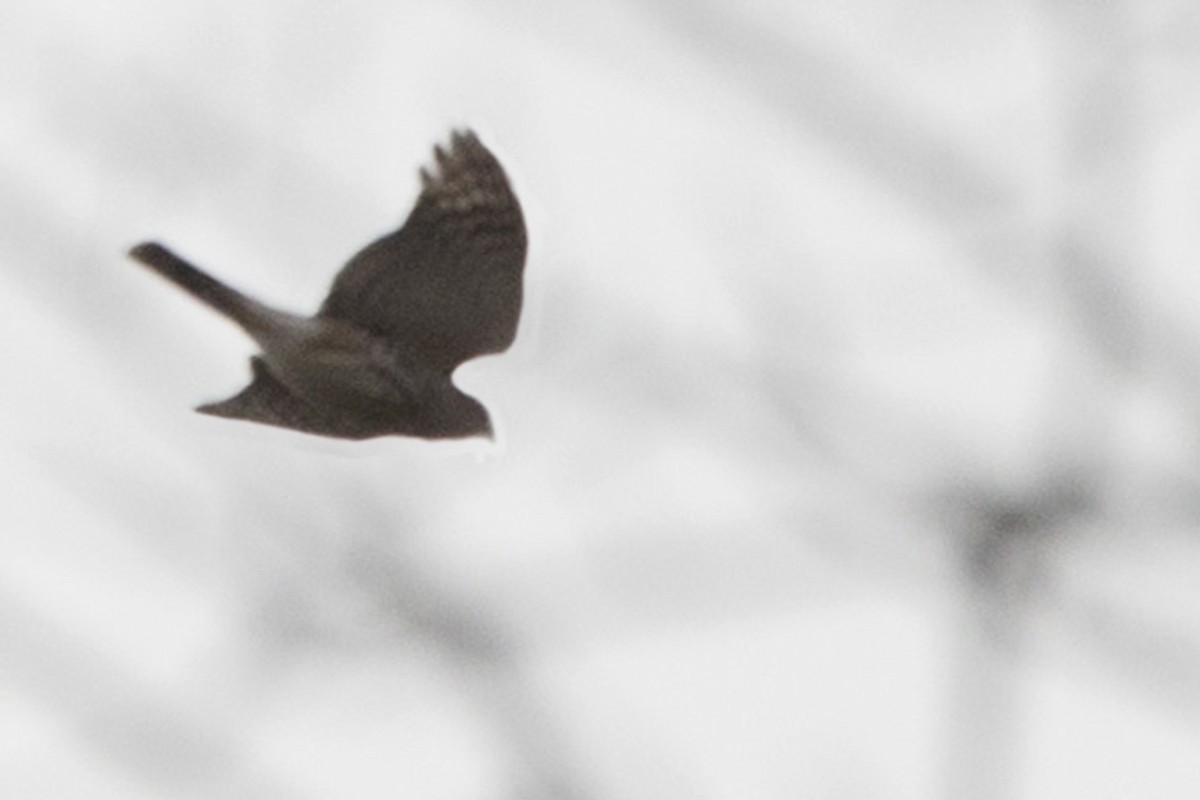 Sharp-shinned Hawk - ML612308390