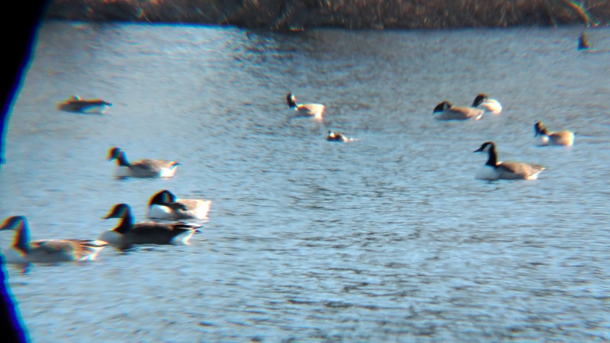 Ruddy Duck - ML612308392