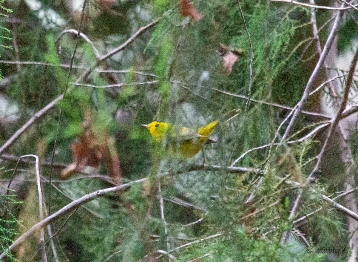 Wilson's Warbler - Uriel Mtnez