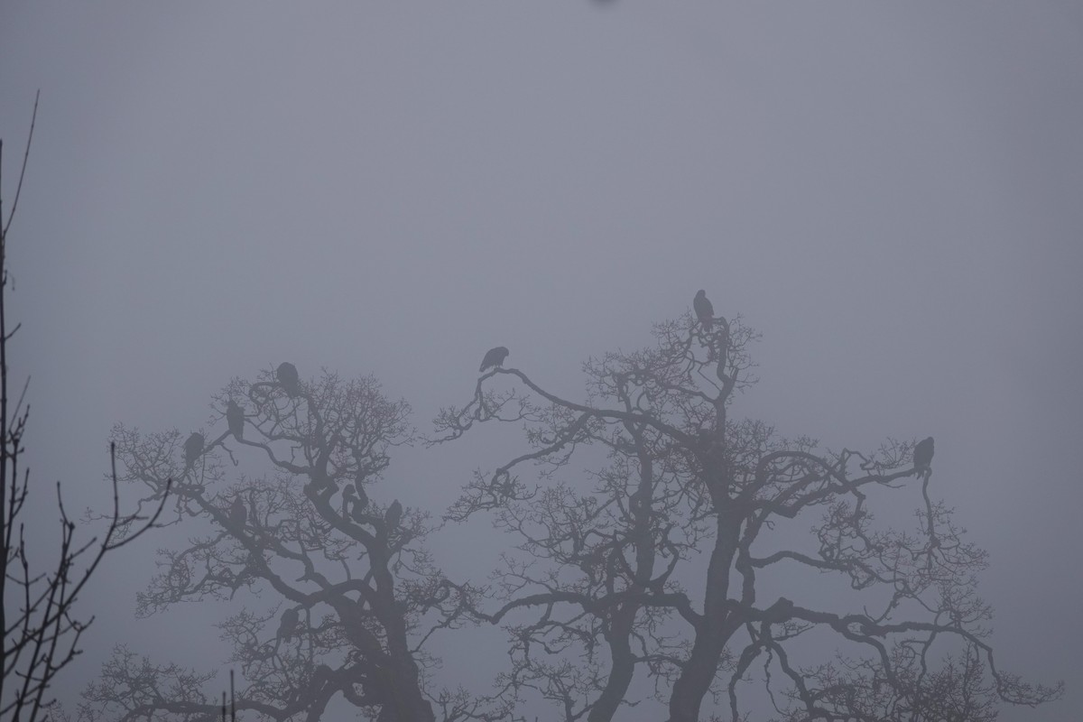 Turkey Vulture - ML612308433