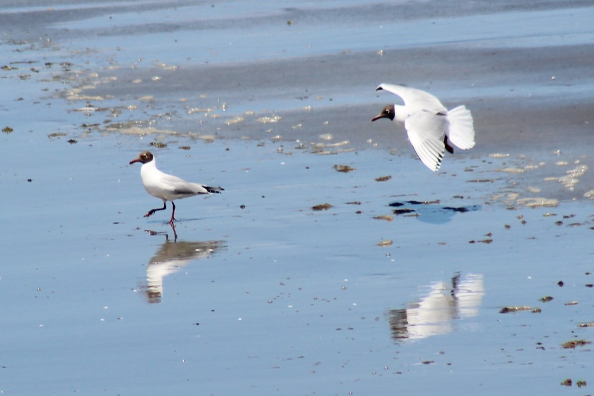 Brown-hooded Gull - ML612308451