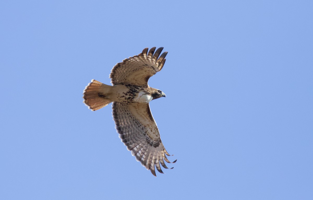 Red-tailed Hawk (borealis) - ML612308553