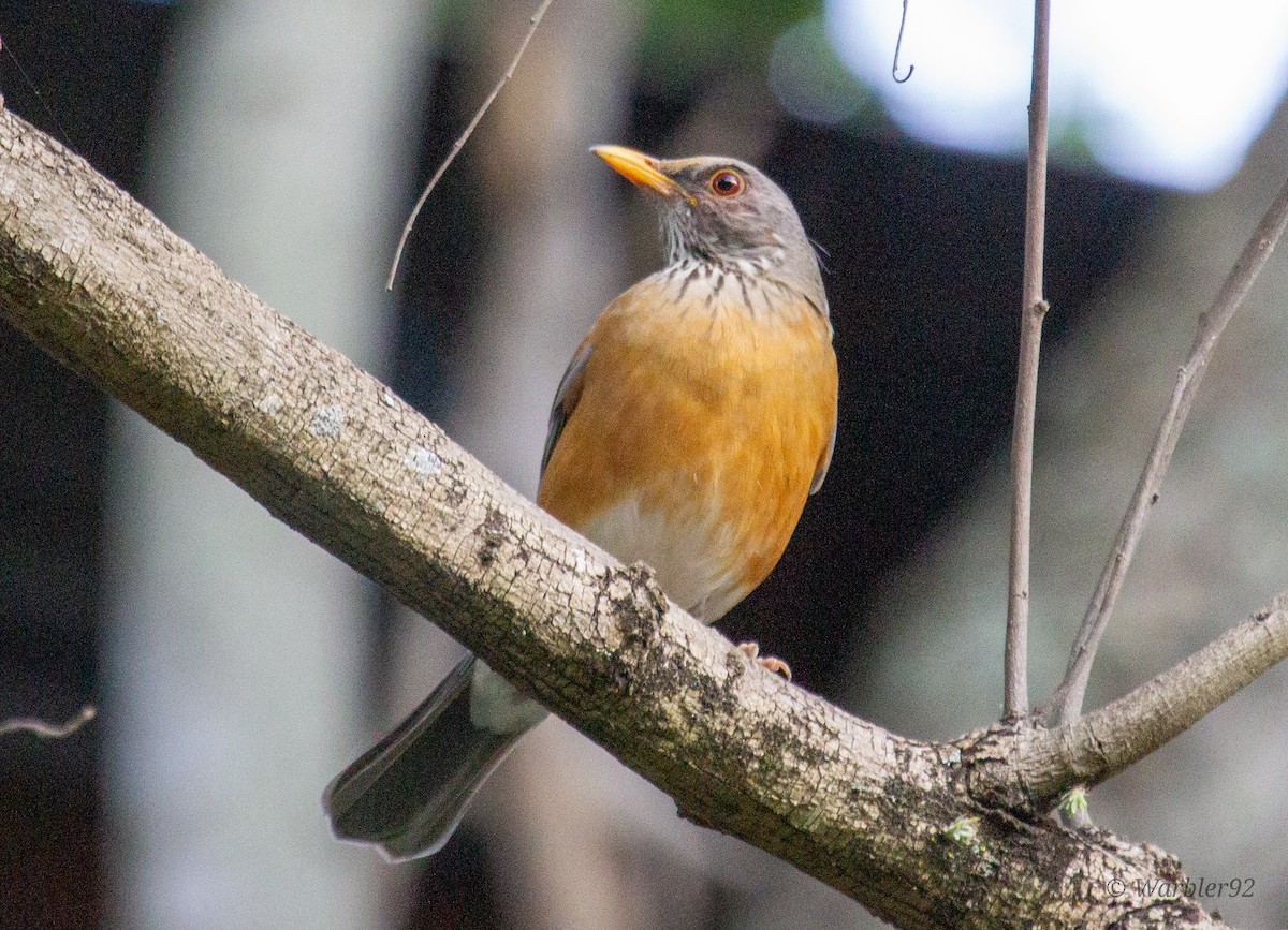 Rufous-backed Robin (Rufous-backed) - Uriel Mtnez