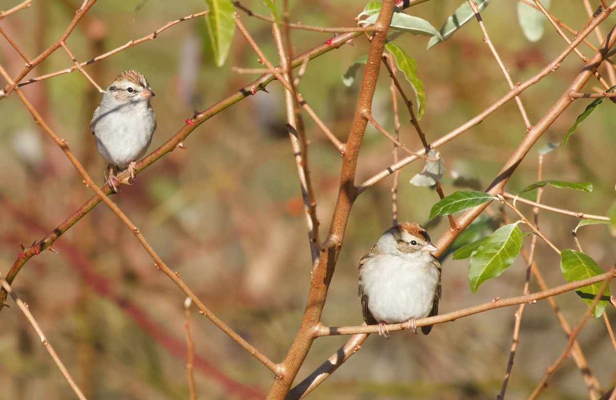 Chipping Sparrow - ML612308574