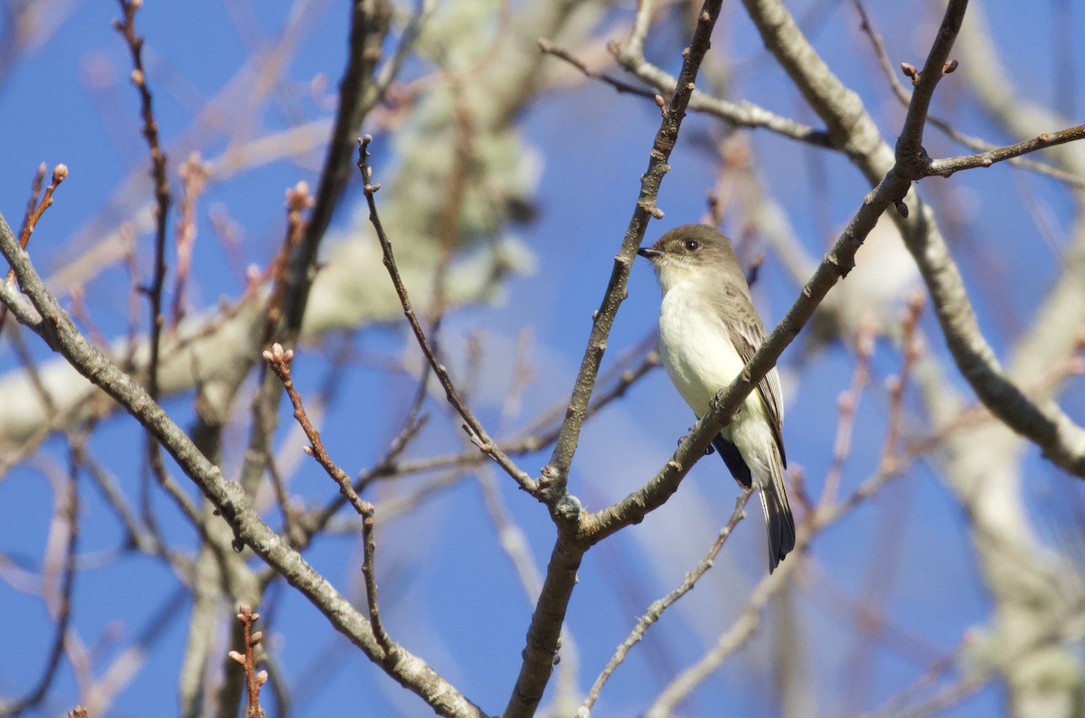 Eastern Phoebe - ML612308583