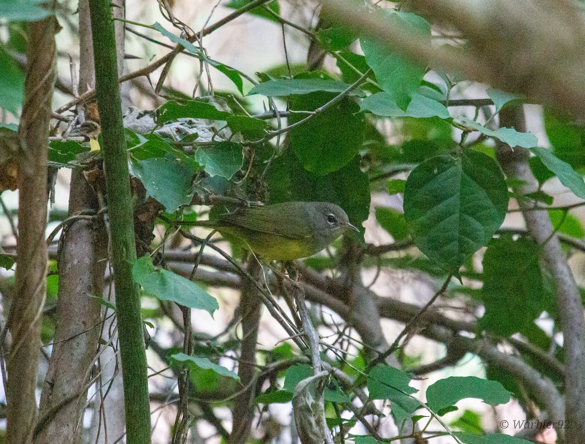 MacGillivray's Warbler - Uriel Mtnez