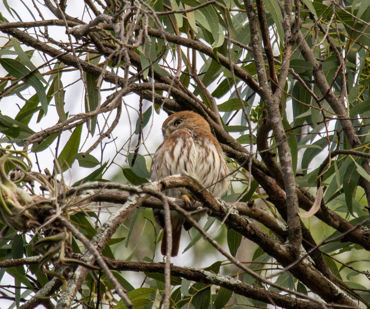 Ferruginous Pygmy-Owl - Uriel Mtnez