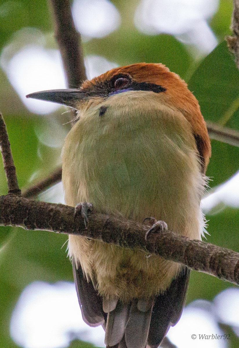 Motmot à tête rousse - ML612308686