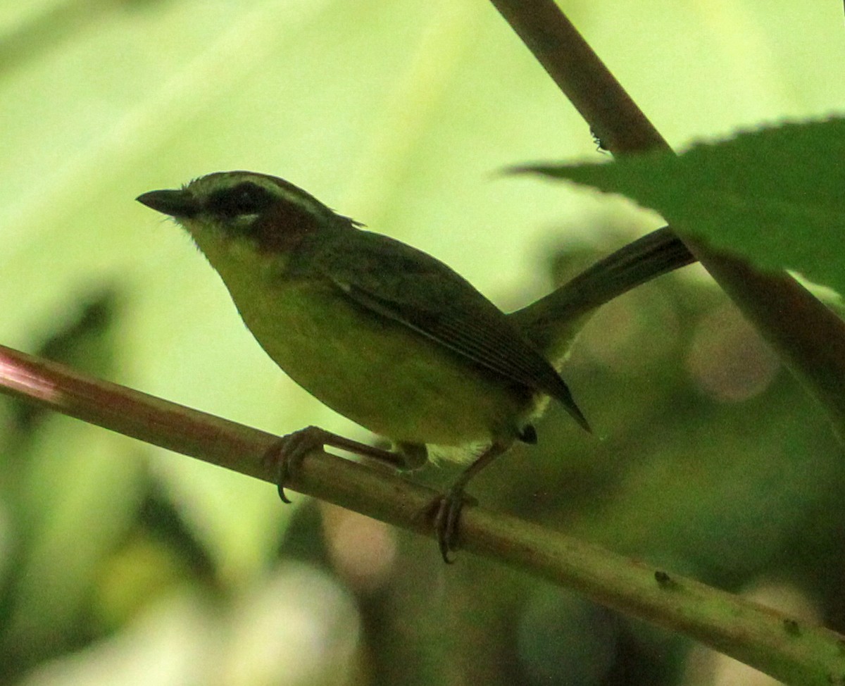 Chestnut-capped Warbler - ML612308706