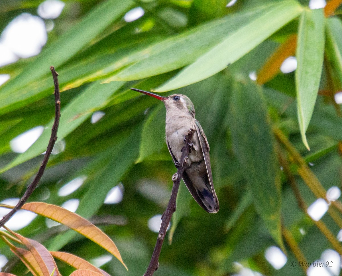 Dusky Hummingbird - Uriel Mtnez