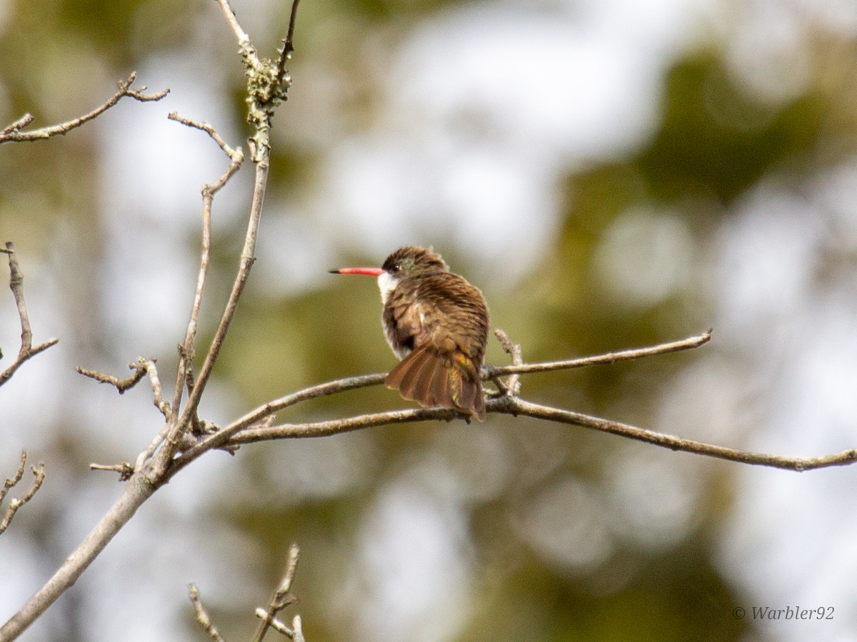 Violet-crowned Hummingbird - Uriel Mtnez