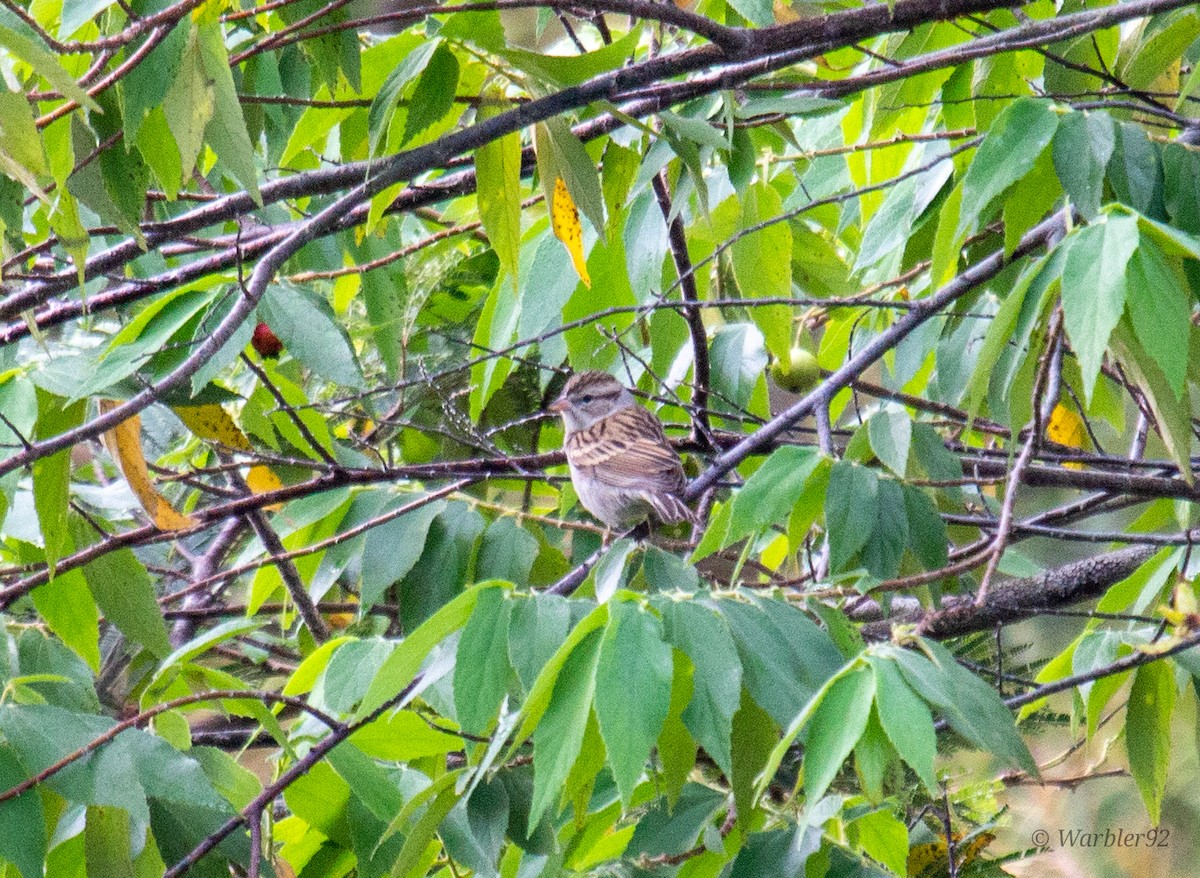Chipping Sparrow - Uriel Mtnez