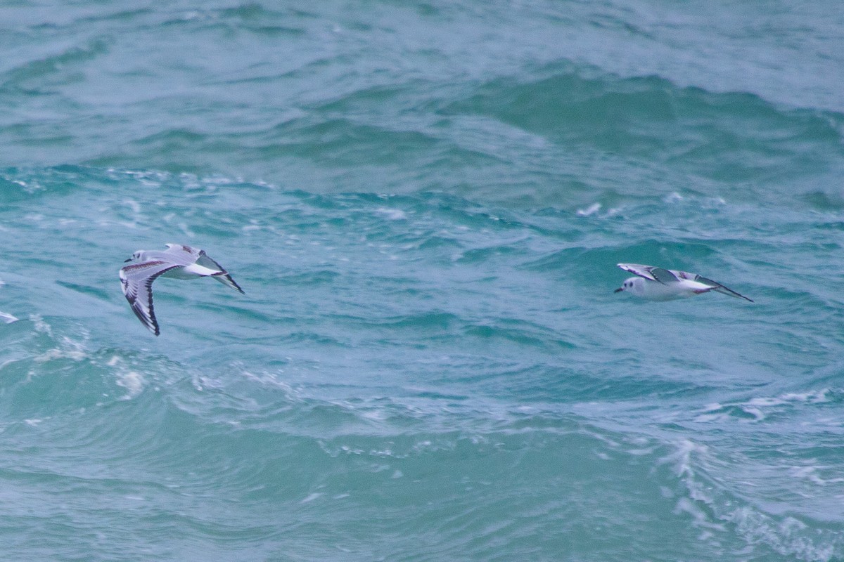 Bonaparte's Gull - ML612308900