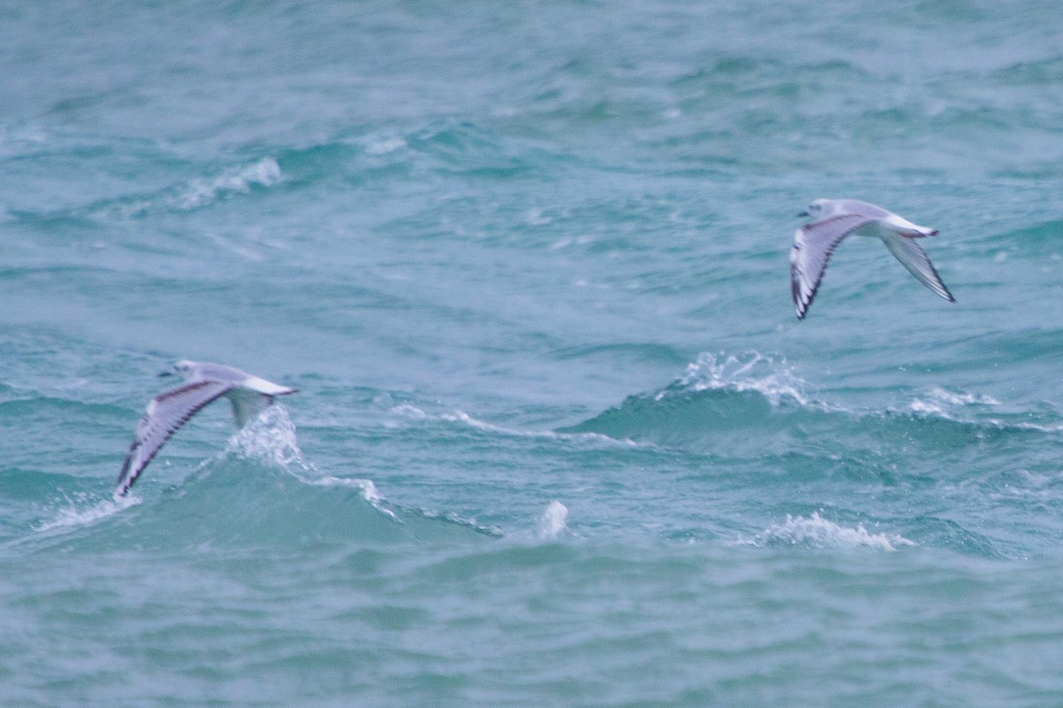 Bonaparte's Gull - ML612308901