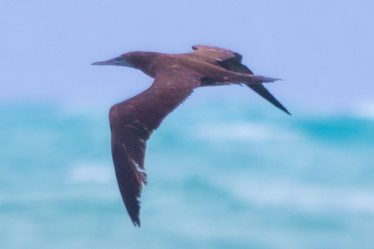 Brown Booby - ML612308917