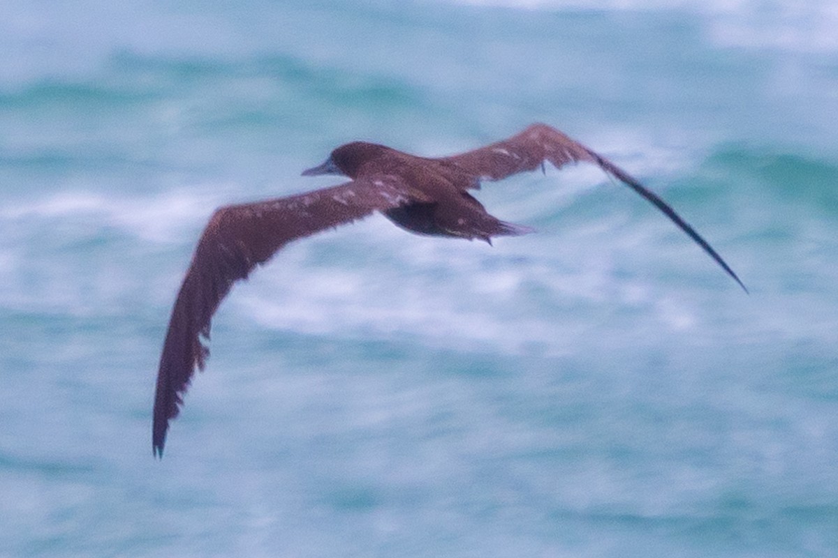 Brown Booby - ML612308918