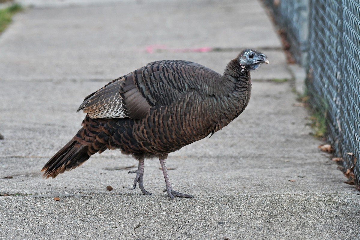 Wild Turkey - ML612308948