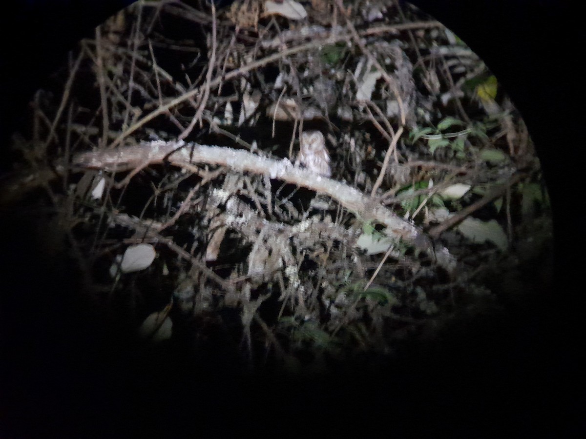 Northern Saw-whet Owl (acadicus) - ML612309014