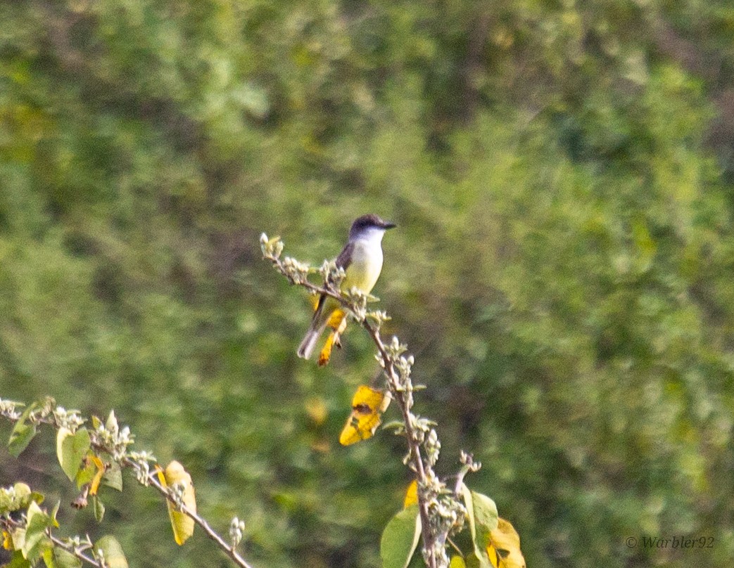 Dickschnabel-Königstyrann - ML612309035