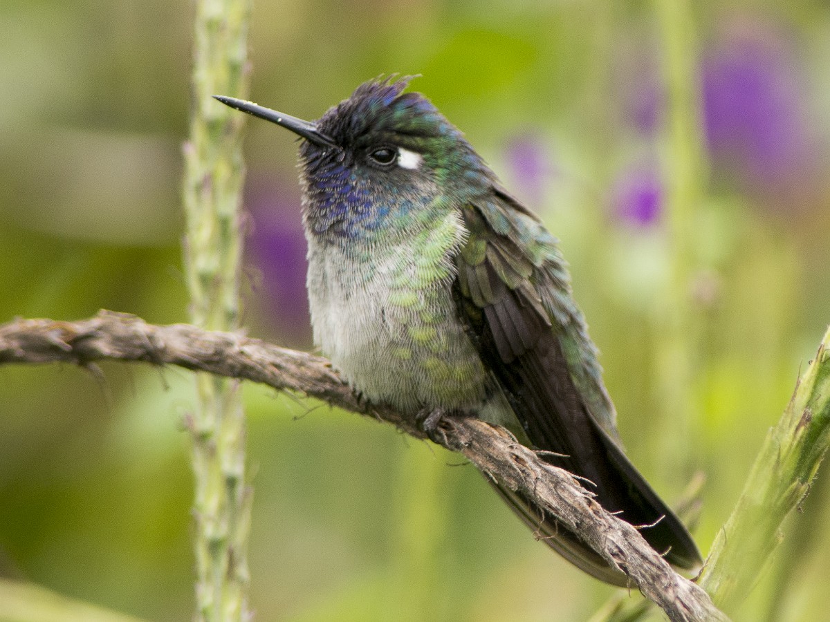 Violet-headed Hummingbird - ML612309065