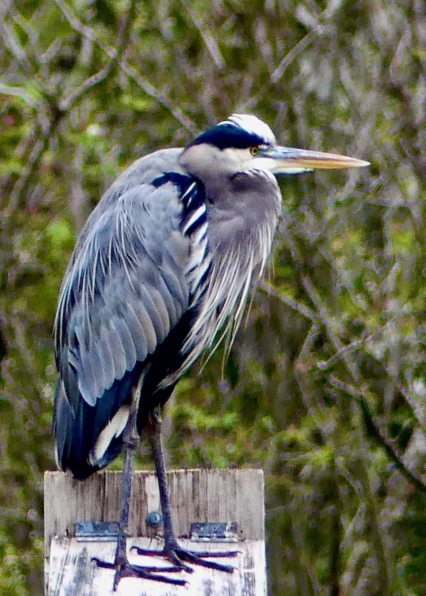 Great Blue Heron - Carol Yarnell