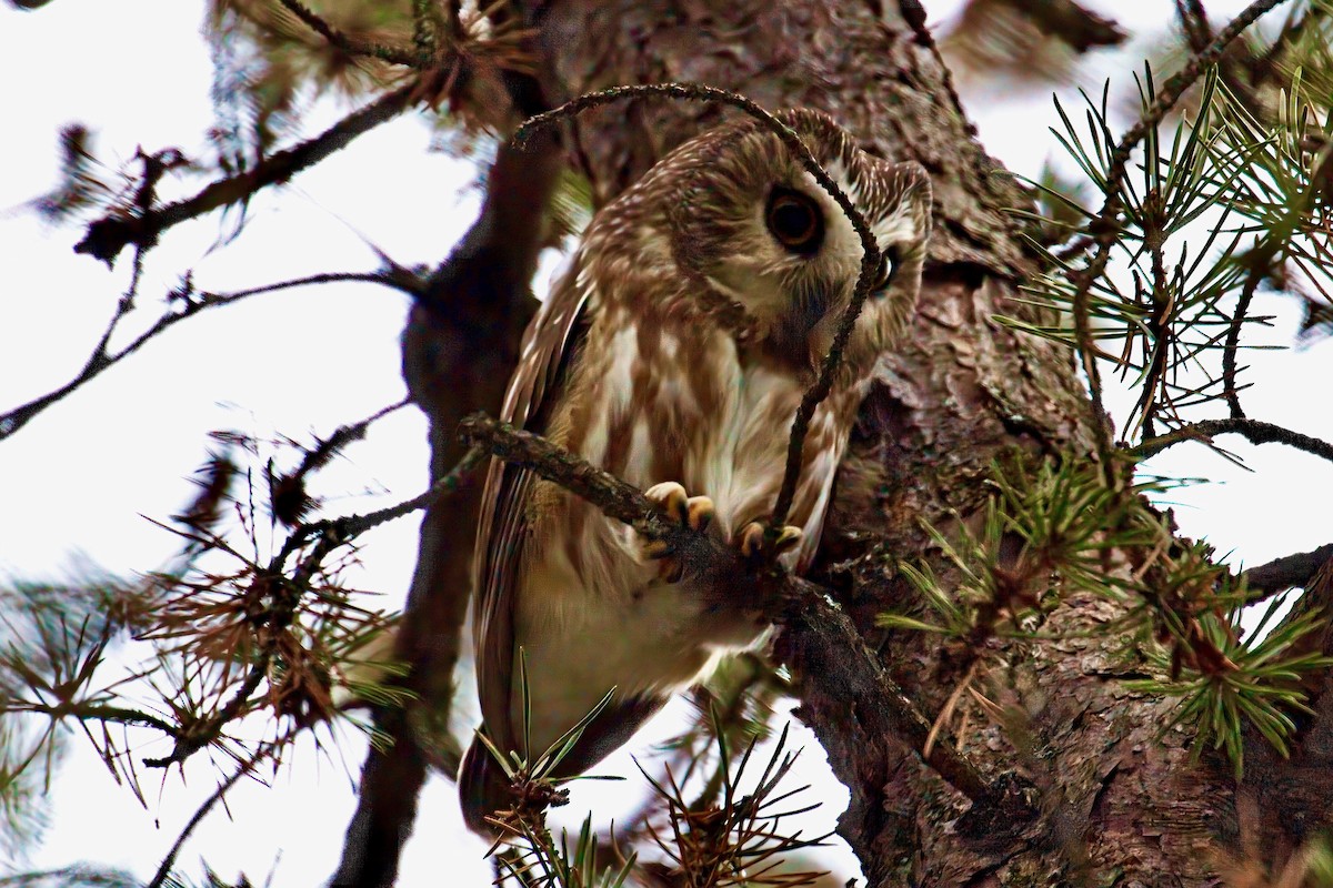 Northern Saw-whet Owl - ML612309165