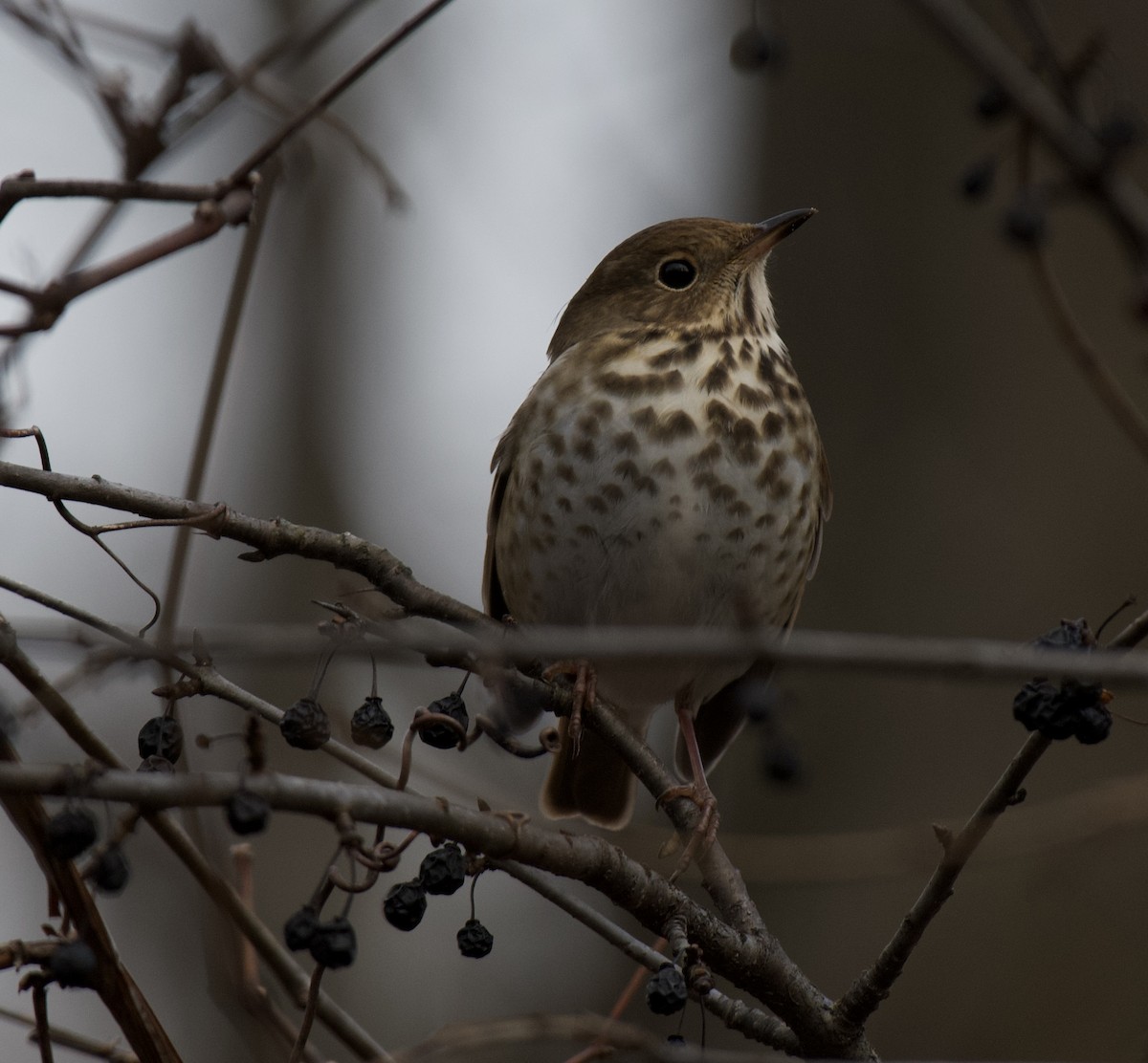Hermit Thrush - ML612309167