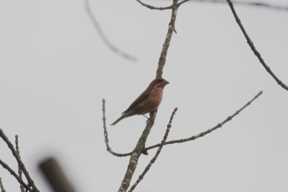 Purple Finch - ML612309227