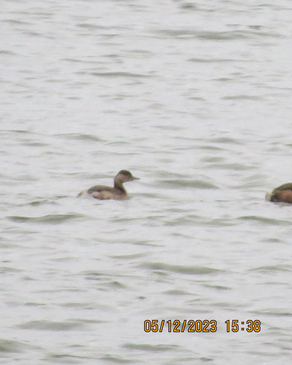 Little Grebe - ML612309295