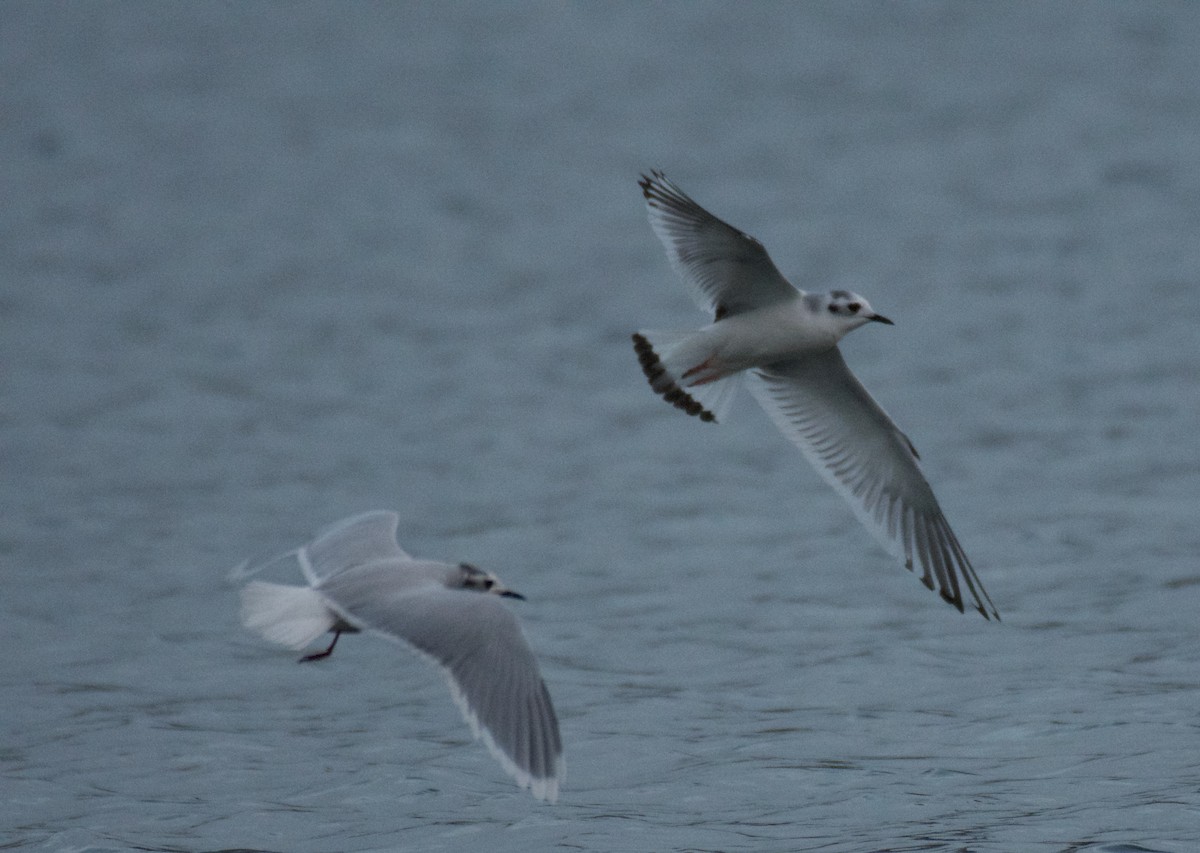 Mouette pygmée - ML612309338