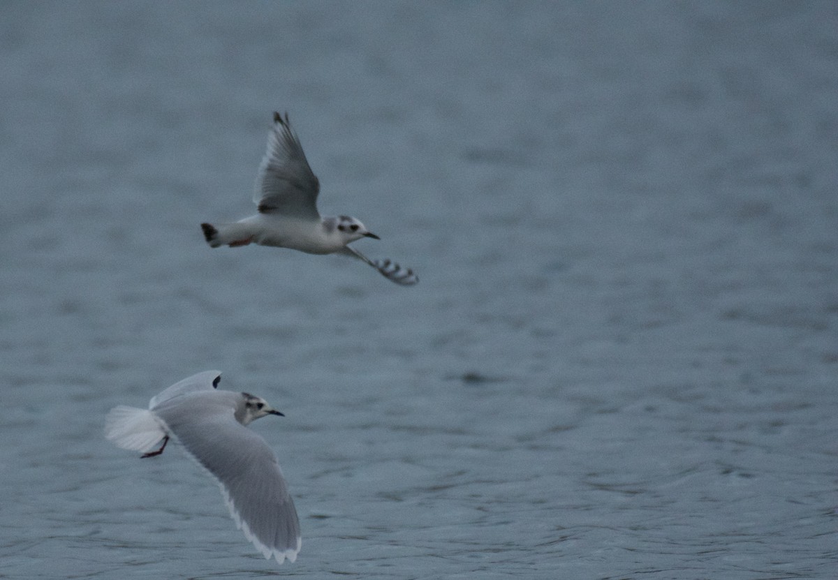 Mouette pygmée - ML612309340