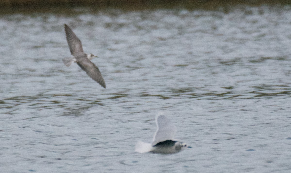 White-winged Tern - ML612309364