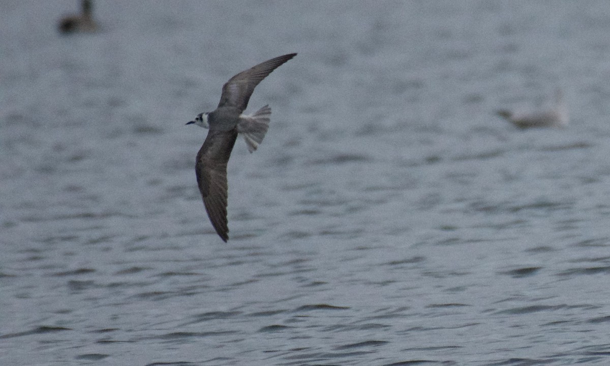 White-winged Tern - ML612309365