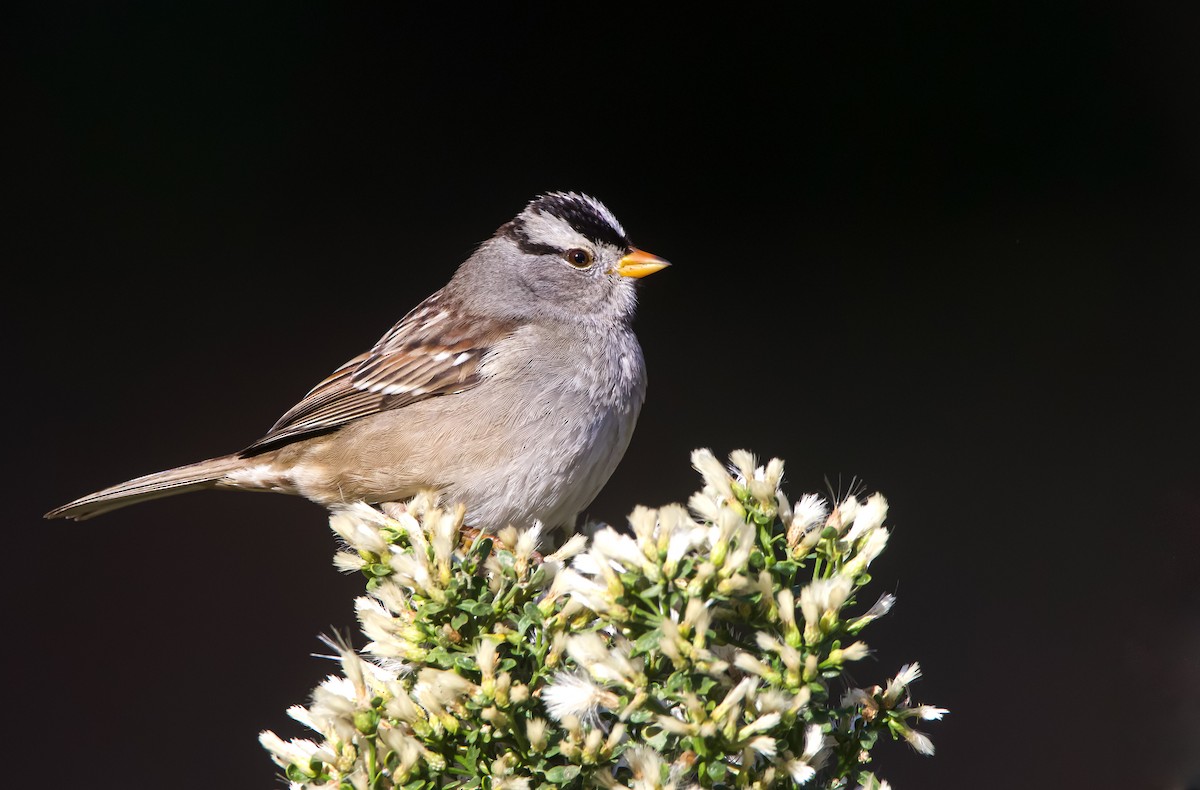 White-crowned Sparrow - Braxton Landsman