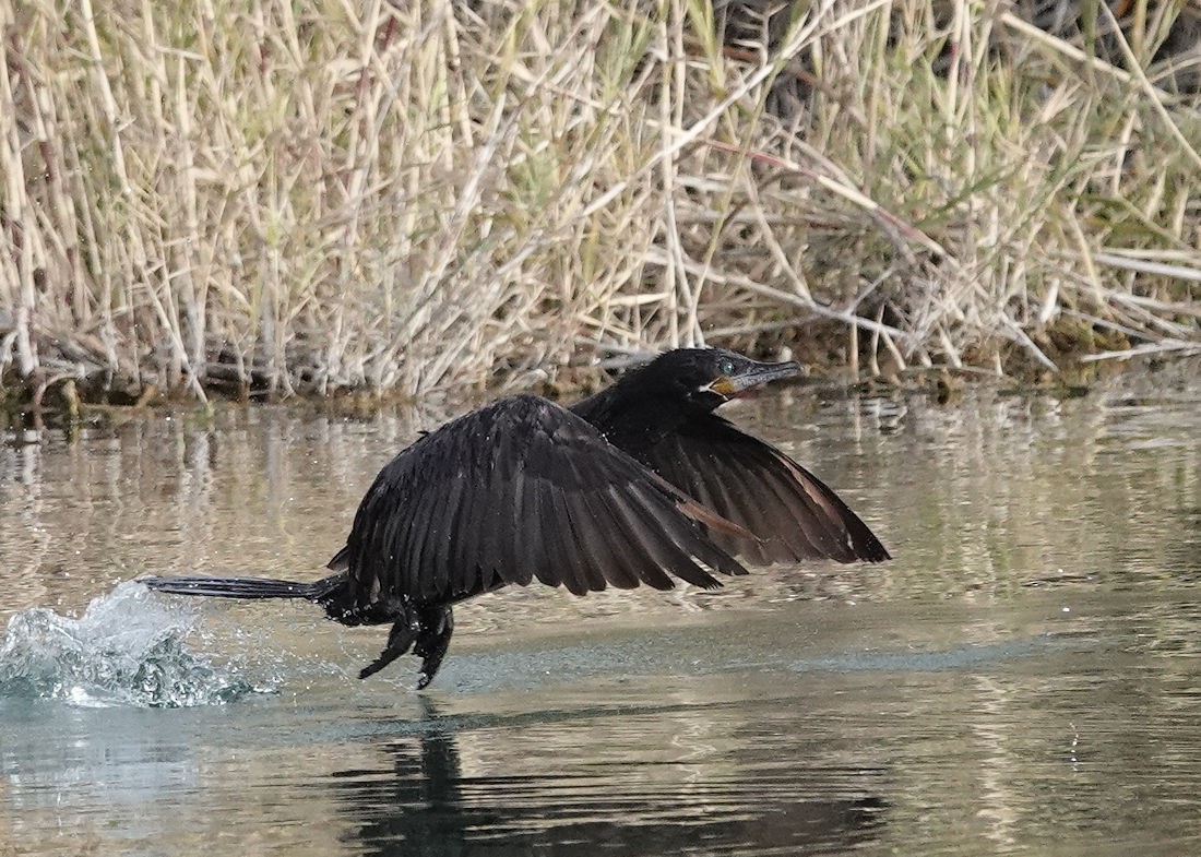 Neotropic Cormorant - ML612309453