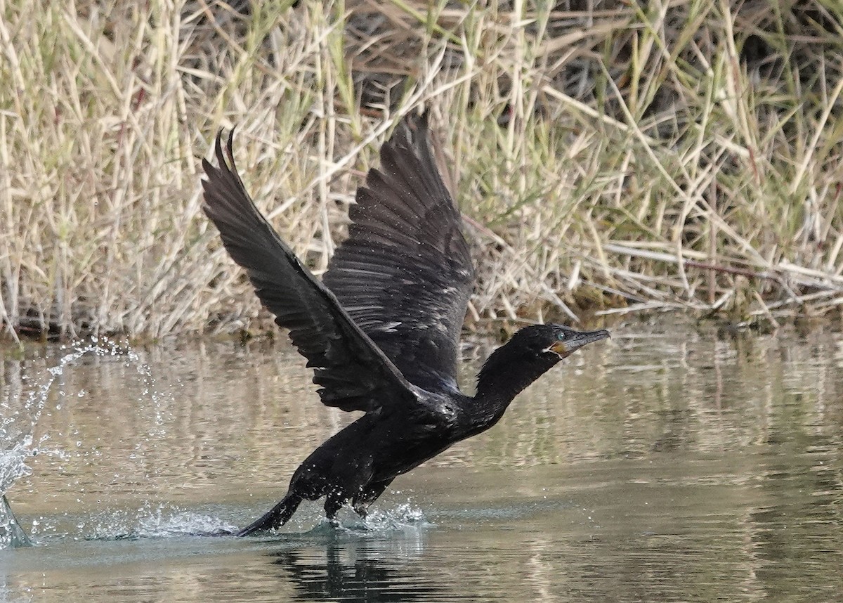 Neotropic Cormorant - Henry Detwiler