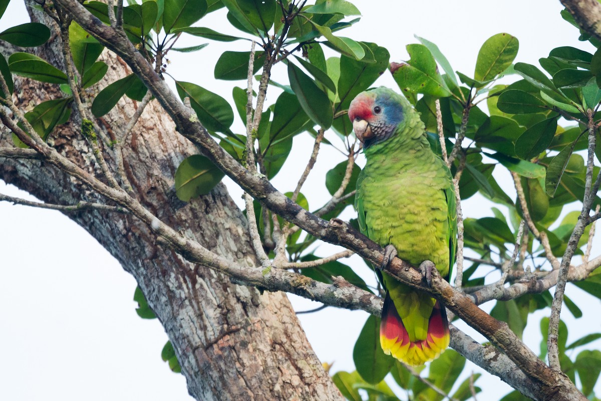 アカオボウシインコ - ML612309507