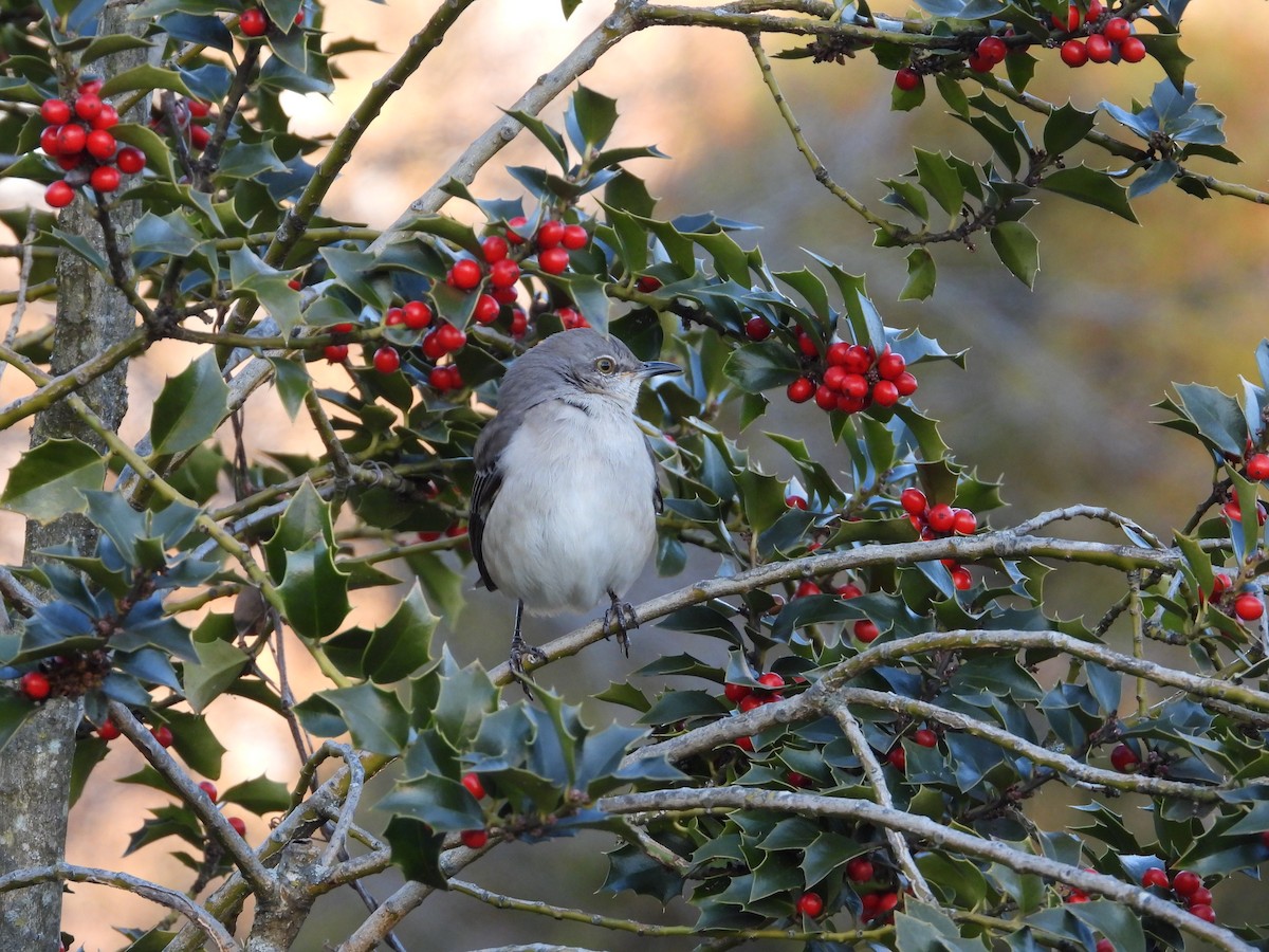 Northern Mockingbird - ML612309543