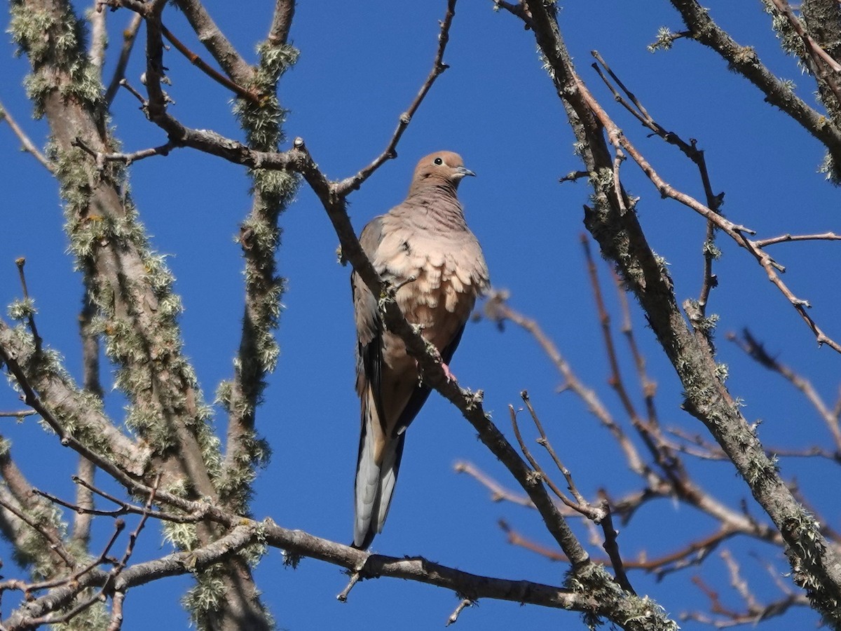 Mourning Dove - ML612309571
