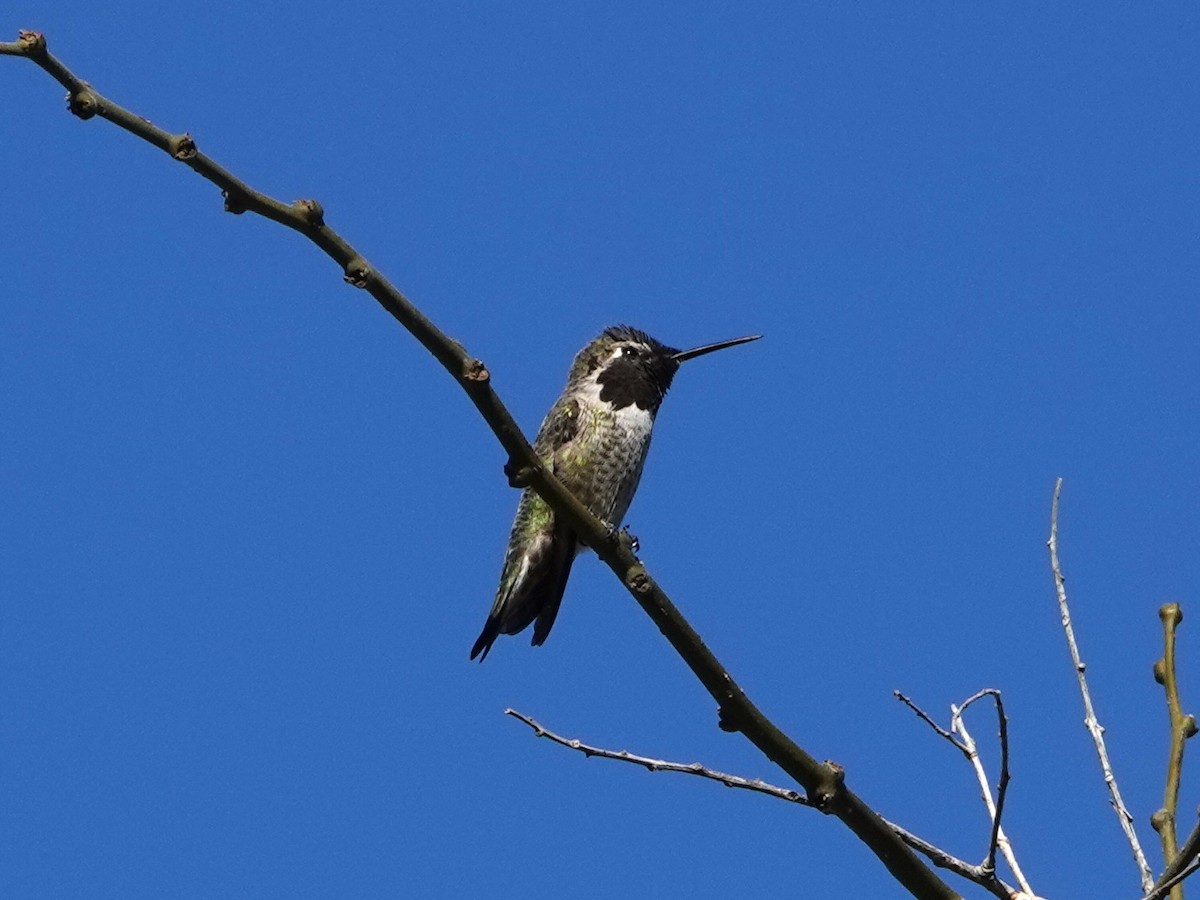 Anna's Hummingbird - ML612309572