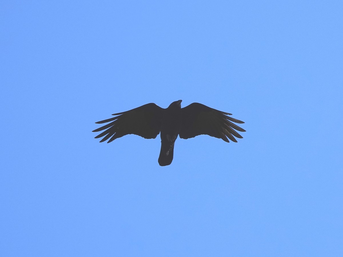 American Crow - ML612309592
