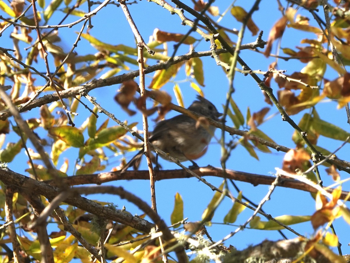 Oak Titmouse - ML612309600