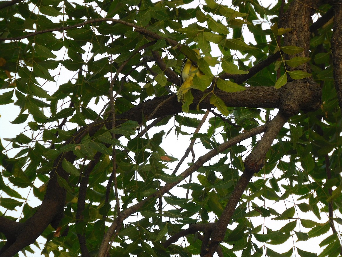 Common Iora - ML612309620