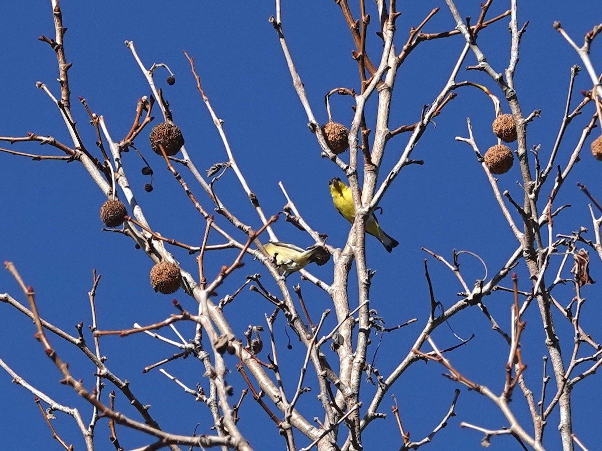 Lesser Goldfinch - ML612309639